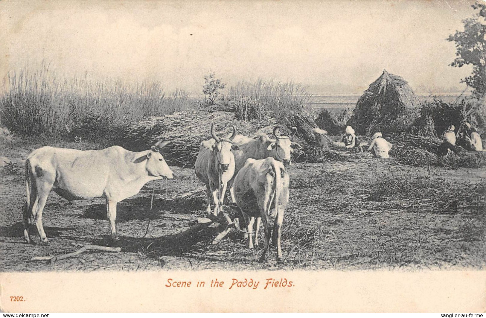 CPA INDE SCENE IN THE PADDY FIELDS - Inde