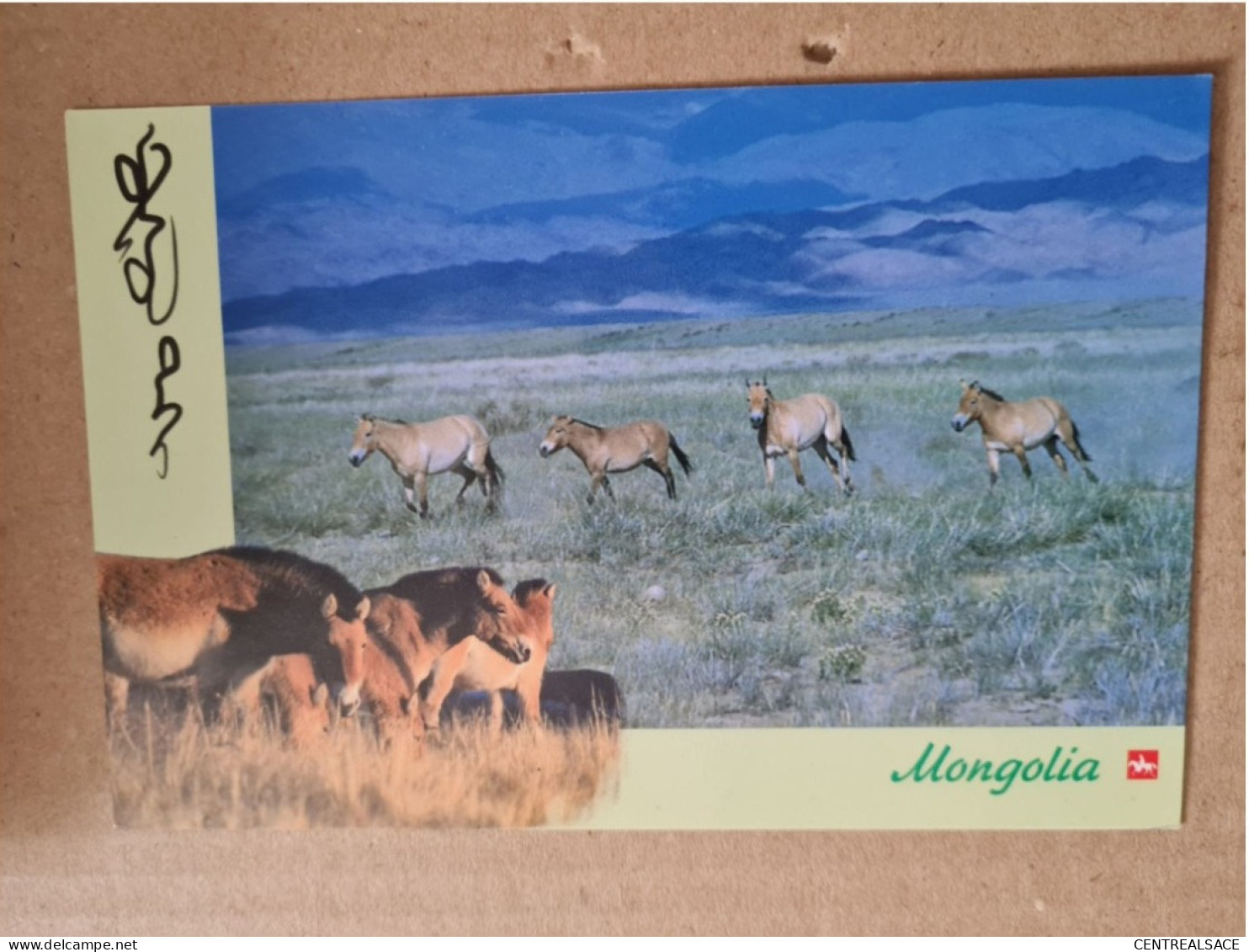 Carte MONGOLIE TAKHI PRZEWALSKI HORSES - Mongolia