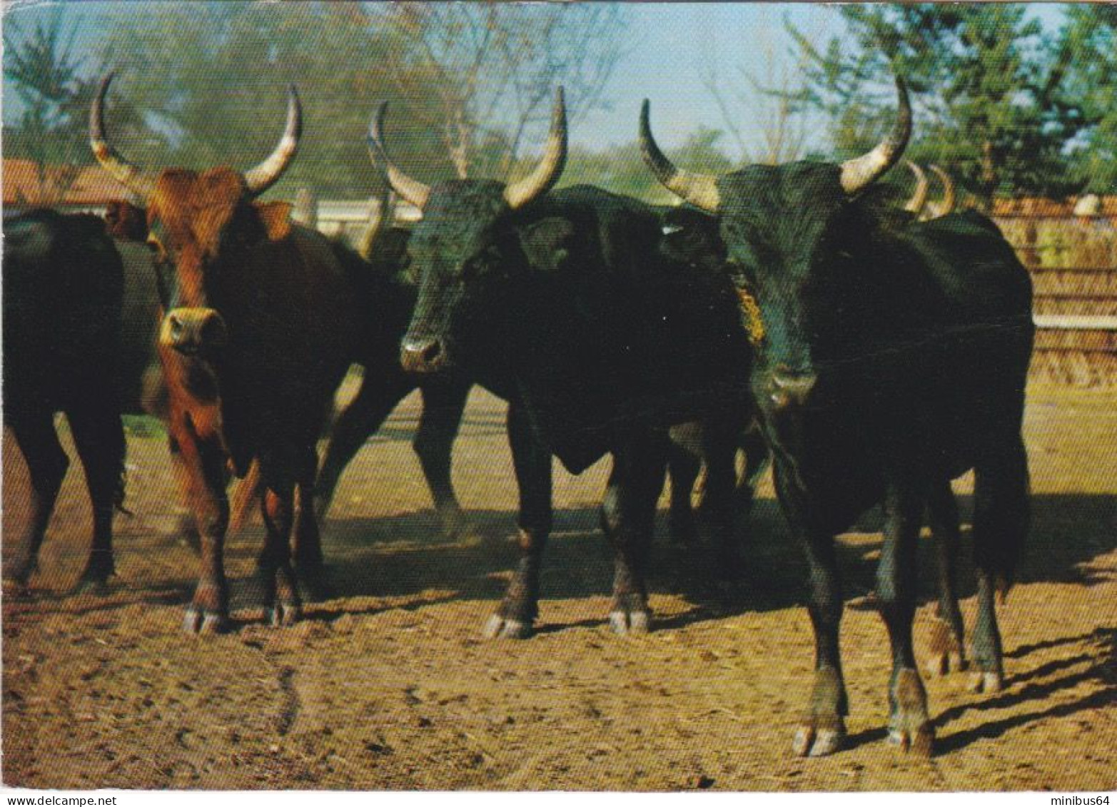 CAMARGUE (13) - Taureaux Dans Le Bouao - Provence GAL 4038 - Taureaux