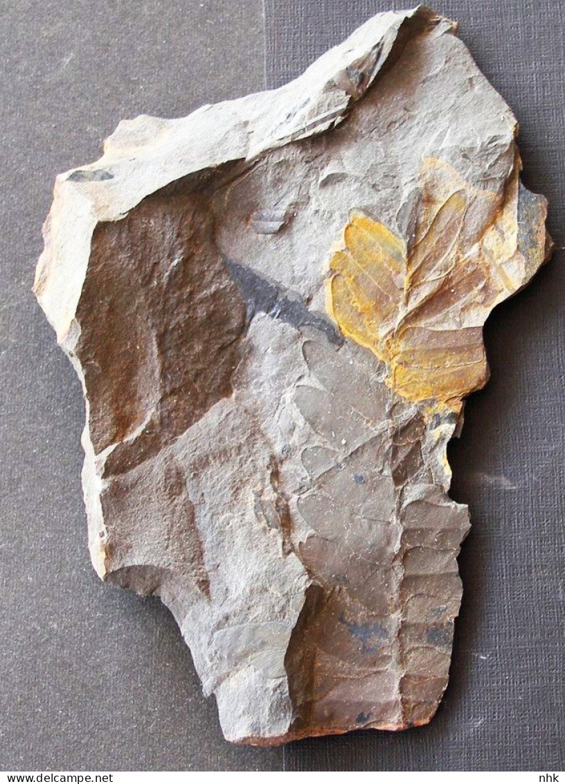 9571 Fossiles Plante Du Carbonifère Carboniferous Plant Neuropteris Ovata - Fossielen