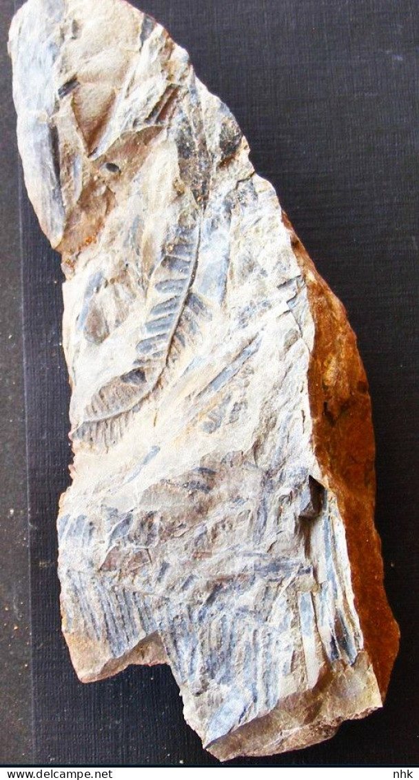 9573 Fossiles Plante Du Carbonifère Carboniferous Plant Pecopteris Hemitellioides + Pecopteris Lamuriana - Fósiles