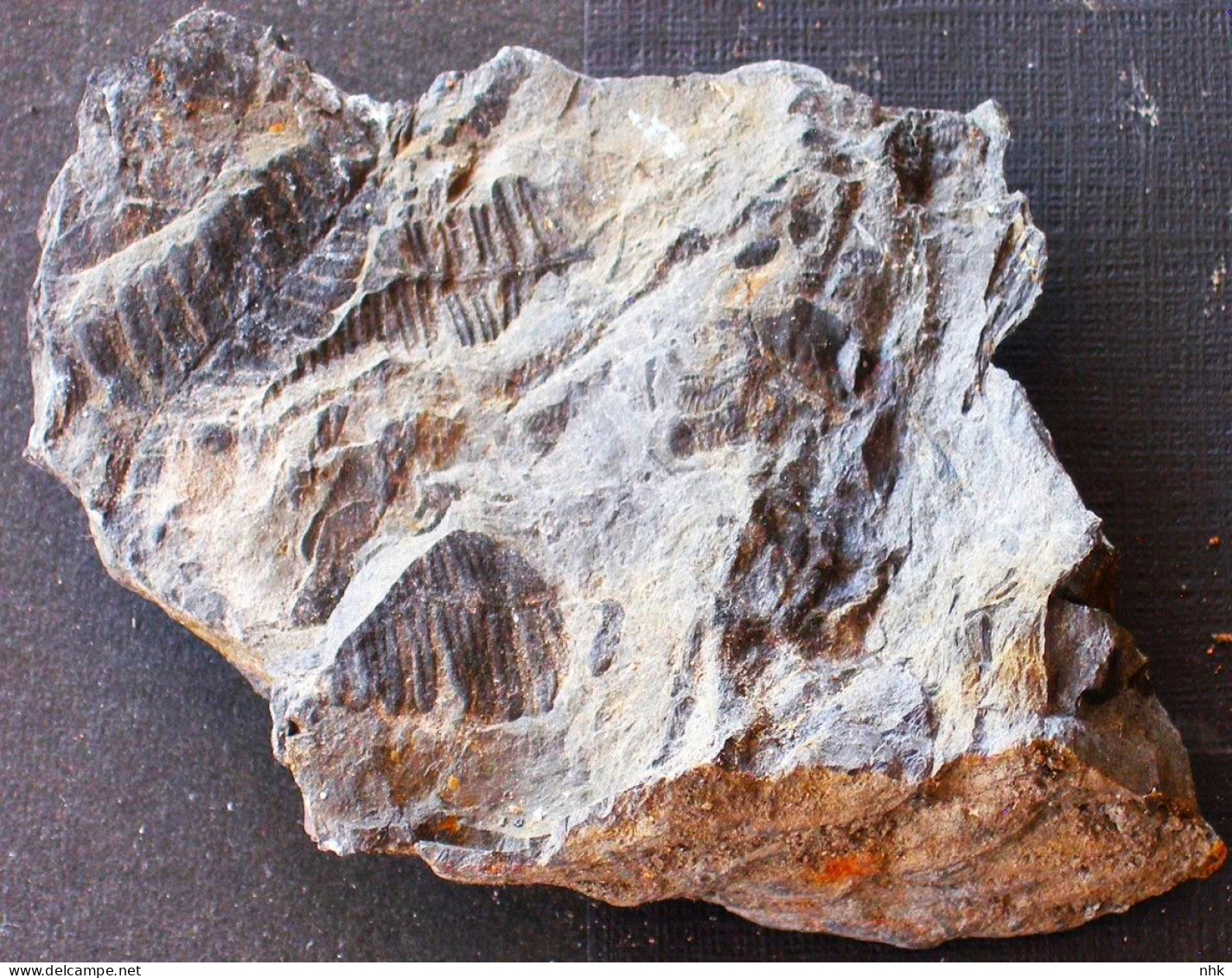 9574 Fossiles Plante Du Carbonifère Carboniferous Plant Pecopteris Pectinata - Fossiles