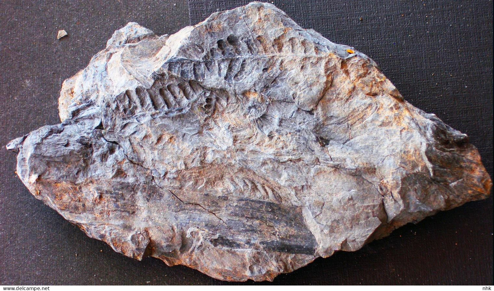 9577 Fossiles Plante Du Carbonifère Carboniferous Plant Pecopteris Pennaeformis - Fósiles