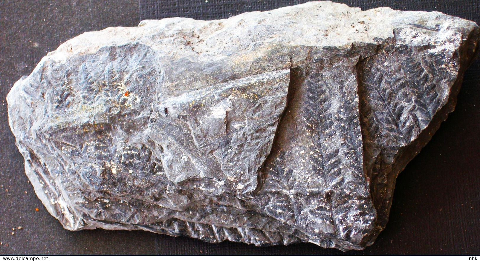 9579 Fossiles Plante Du Carbonifère Carboniferous Plant Pecopteris Acuta - Fósiles