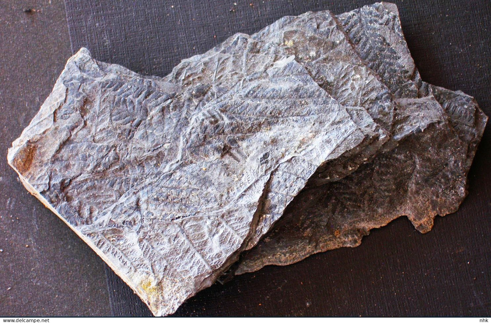 9580 Fossiles Plante Du Carbonifère Carboniferous Plant Pecopteris Dentata - Fósiles