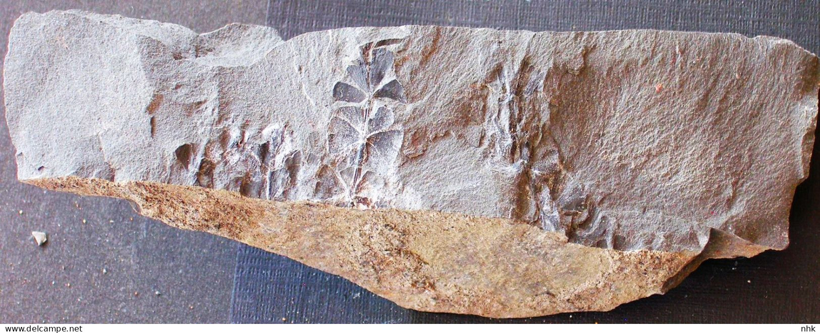 9586 Fossiles Plante Du Carbonifère Carboniferous Plant Sphenophyllum Emarginatum - Fossils