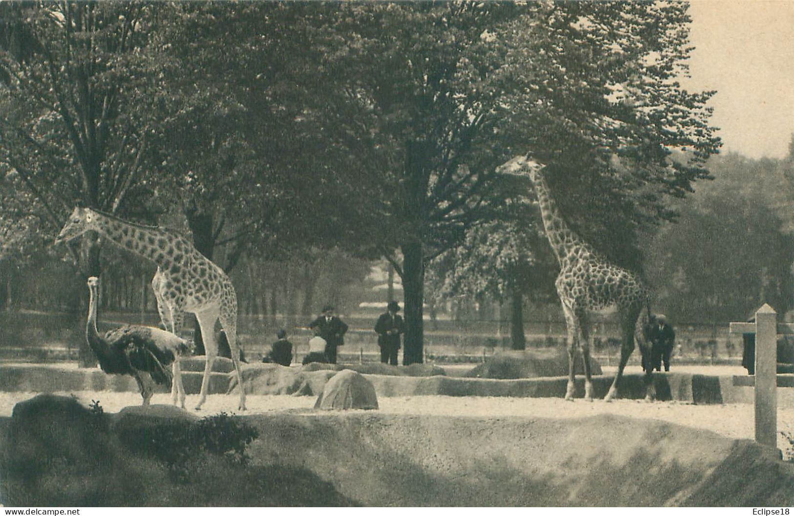 Parc Zoologique Vincennes - Paris -  Les Girafes Sur Leur Plateau   N 259 - Giraffes