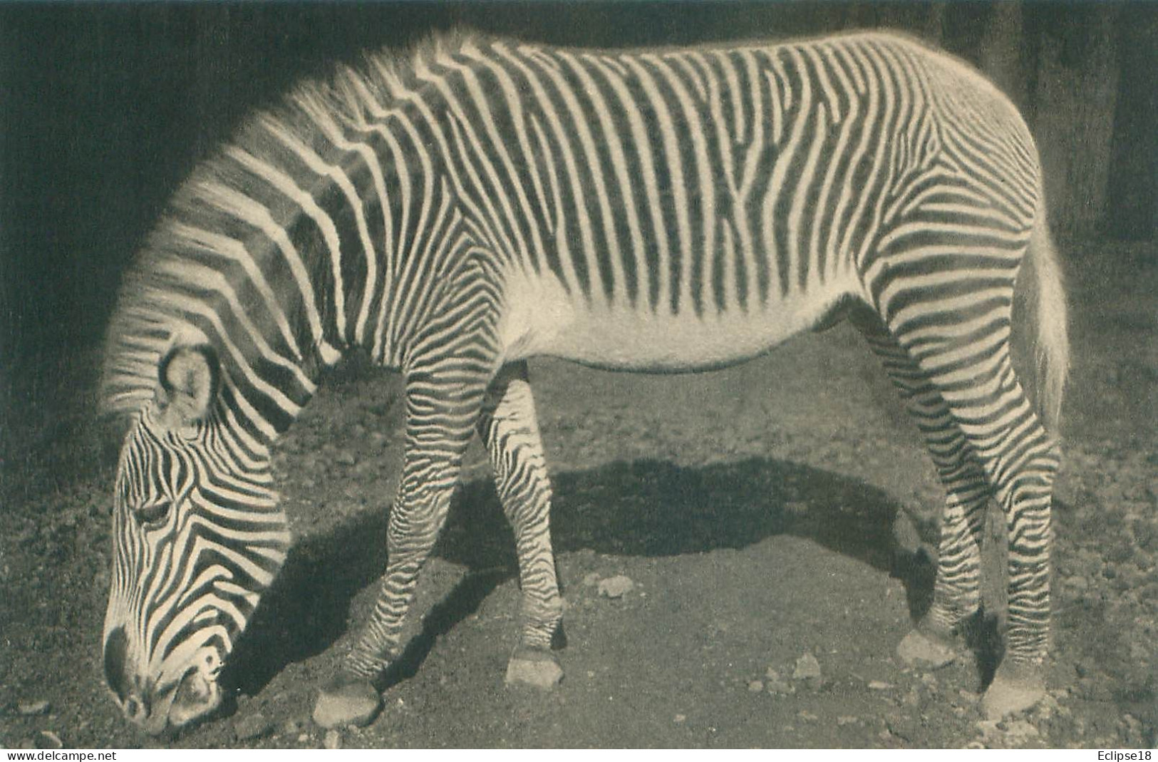 Parc Zoologique Vincennes - Paris - Un Zebre De Grevy  N 261 - Zebras