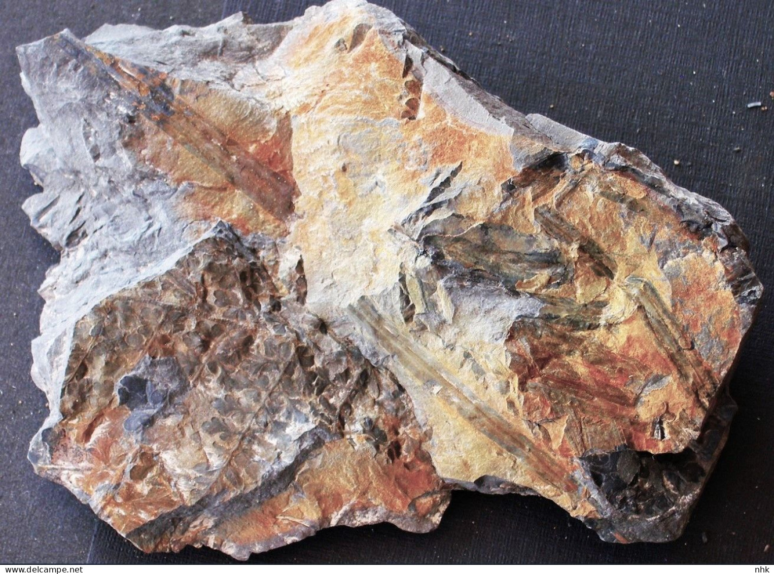 9591 Fossiles Plante Du Carbonifère Carboniferous Plant Eusphenopteris Sauveuri - Fossiles
