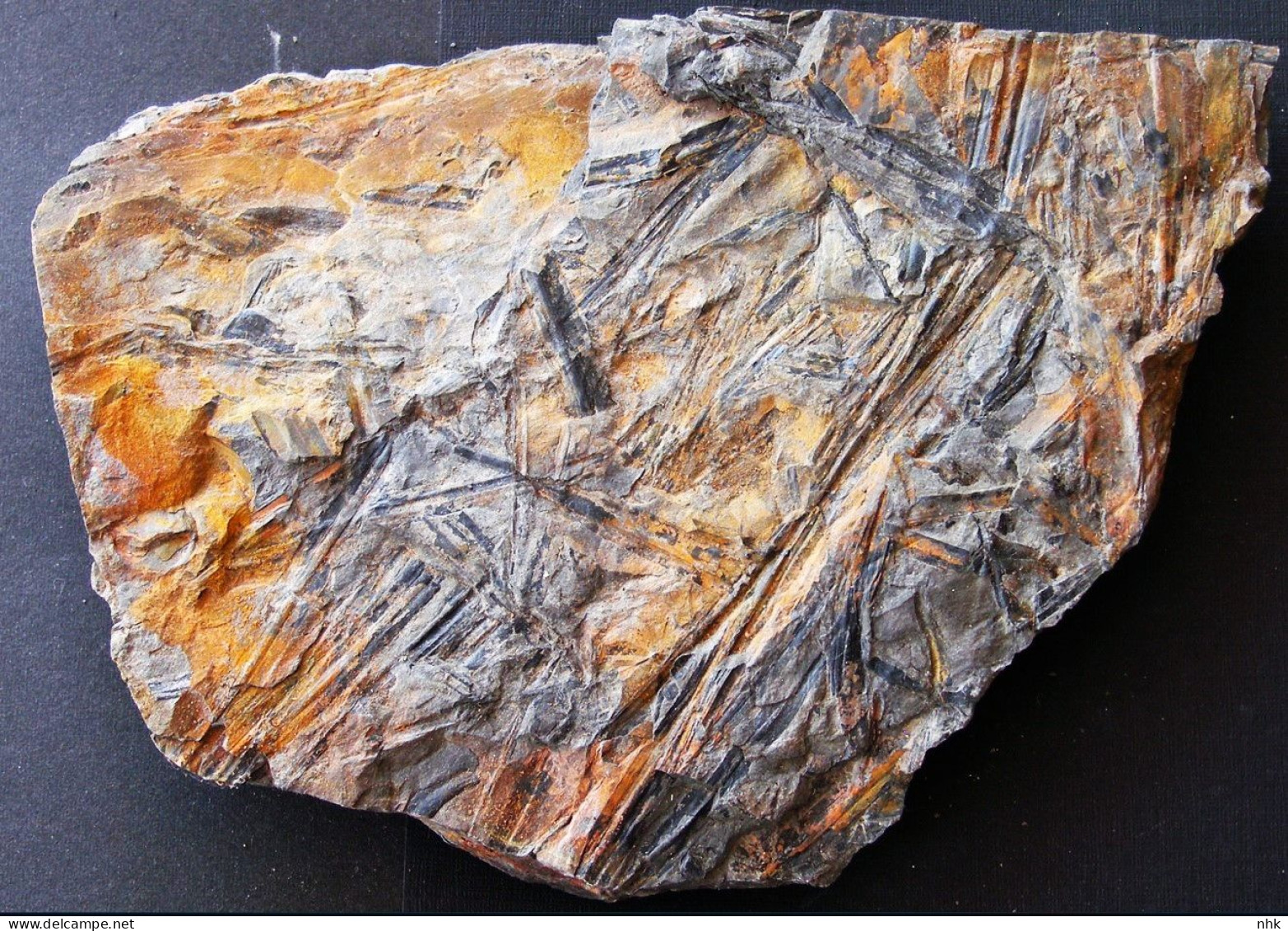9594 Fossiles Plante Du Carbonifère Carboniferous Plant Cyperites - Fossilien