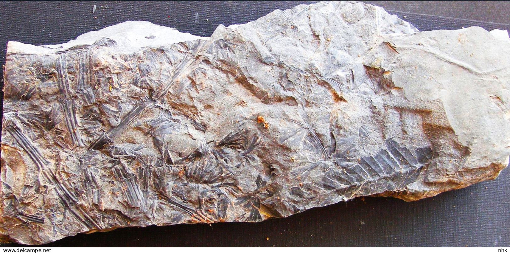 9595 Fossiles Plante Du Carbonifère Carboniferous Plant Sphenophyllum Geishecki Recto Et Verso - Fossielen
