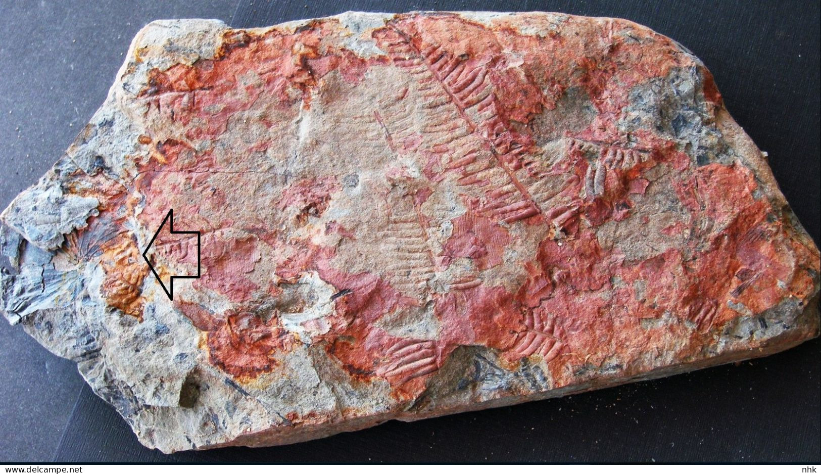 9596 Fossiles Plante Du Carbonifère Carboniferous Plant Sphenophyllum Majus + Alethopteris Lonchitica, Verso P. Cyathea - Fossiles