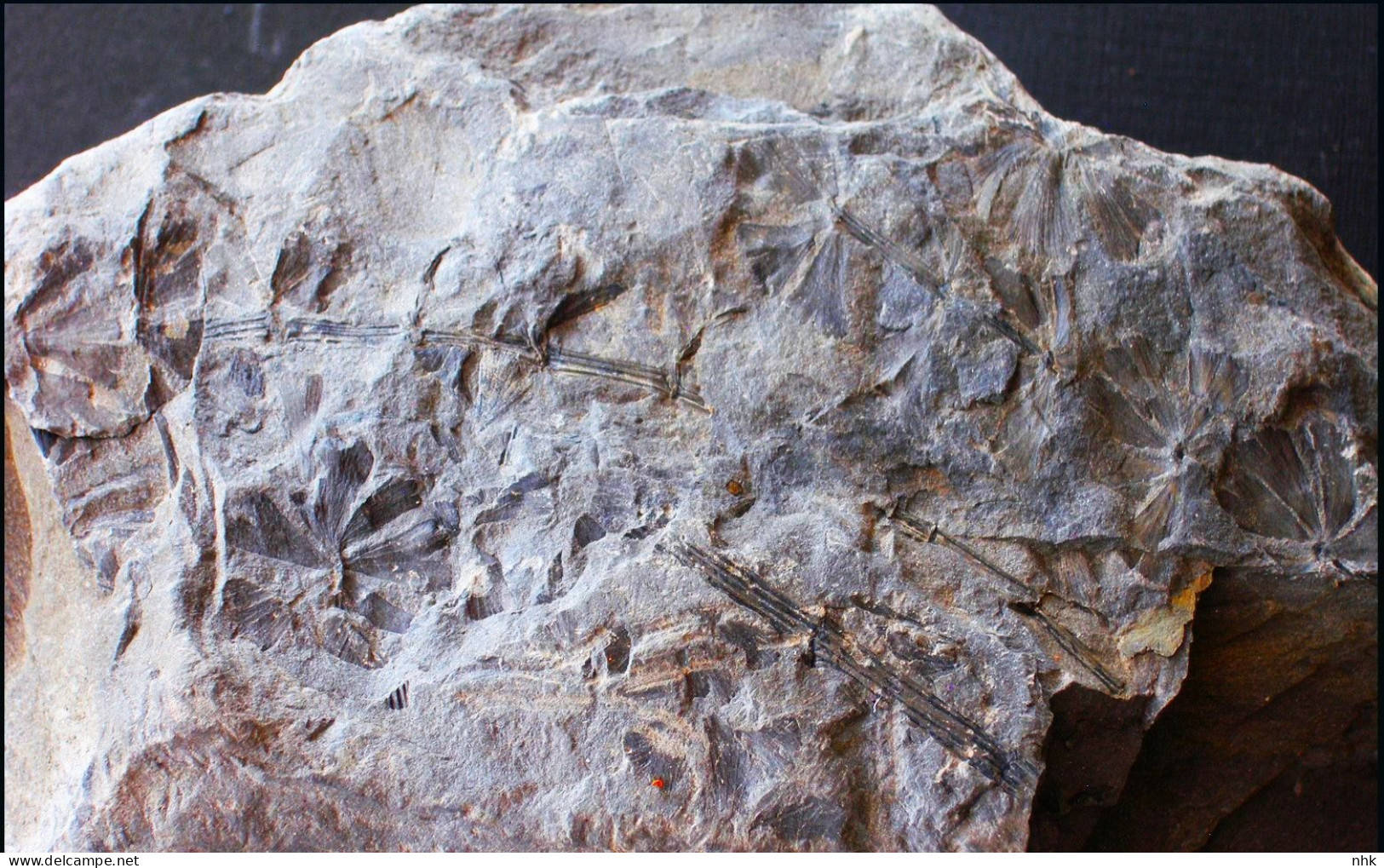 9597 Fossiles Plante Du Carbonifère Carboniferous Plant Sphenophyllum Chaerophylloides - Fossils