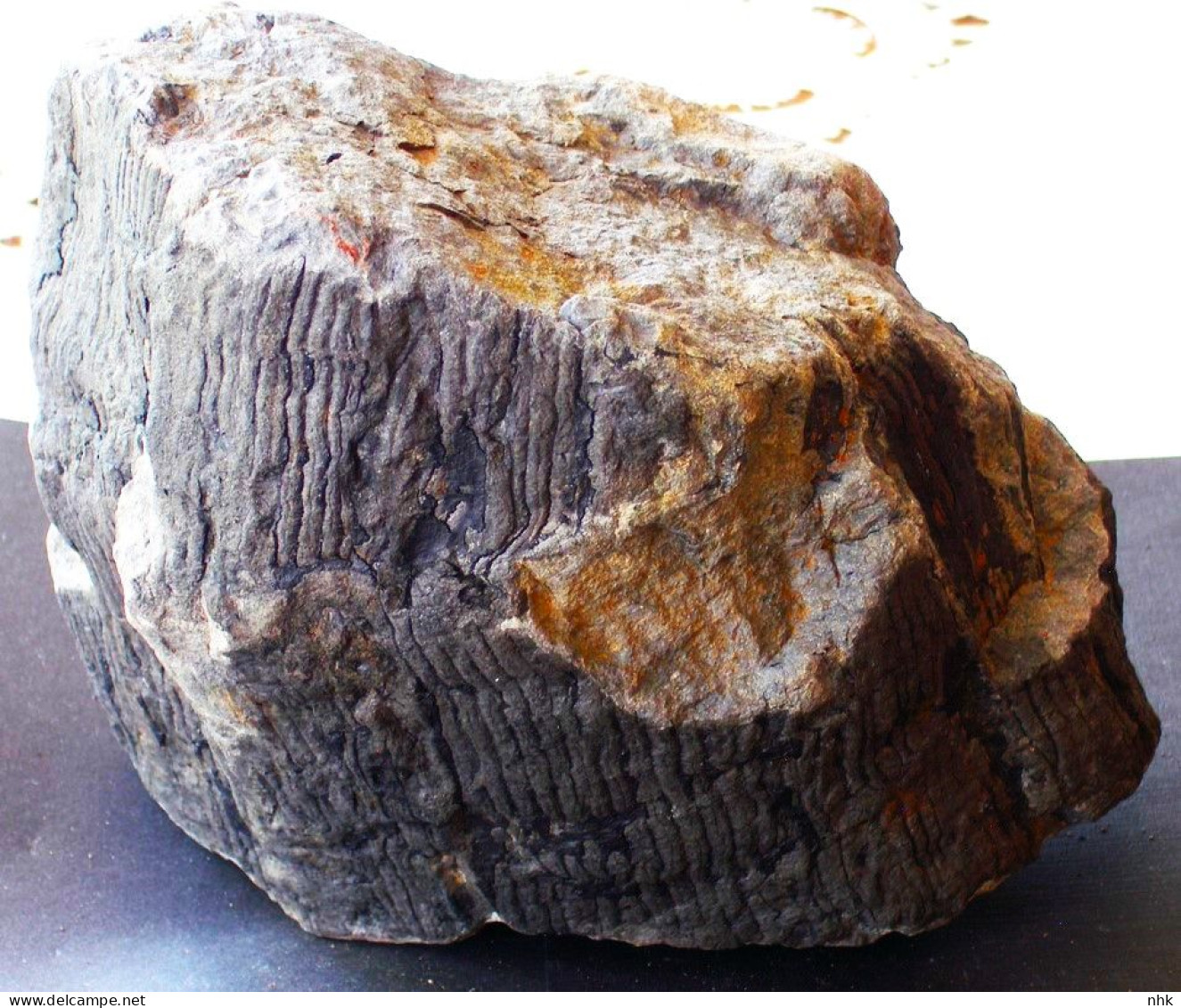 9600 Fossiles Plante Du Carbonifère Carboniferous Plant Calamites 3D Diamètre 12 / 14 Cm - Fossilien