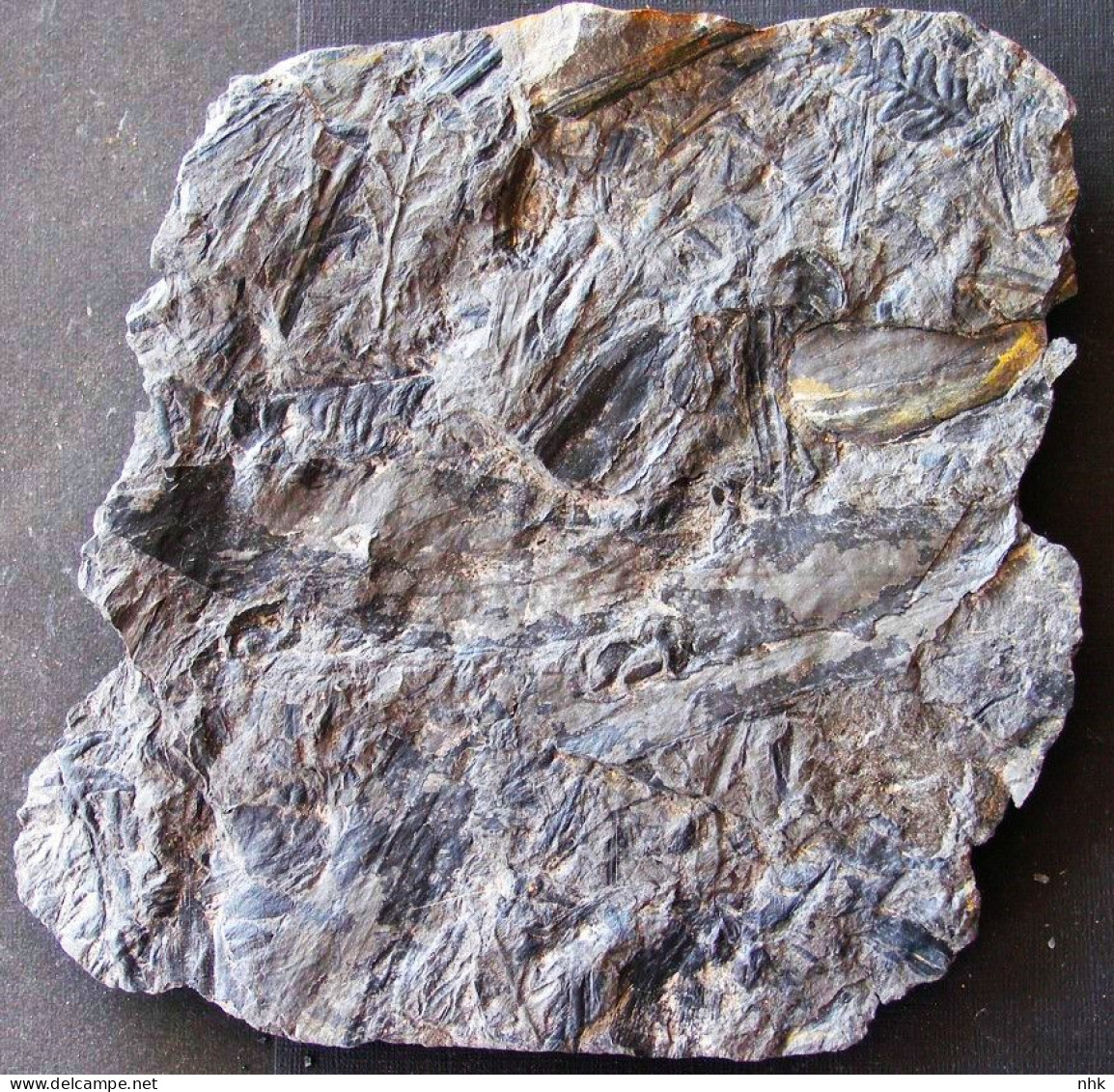 9602 Fossiles Plante Du Carbonifère Carboniferous Plant Trigonocarpus Complet - Fossilien