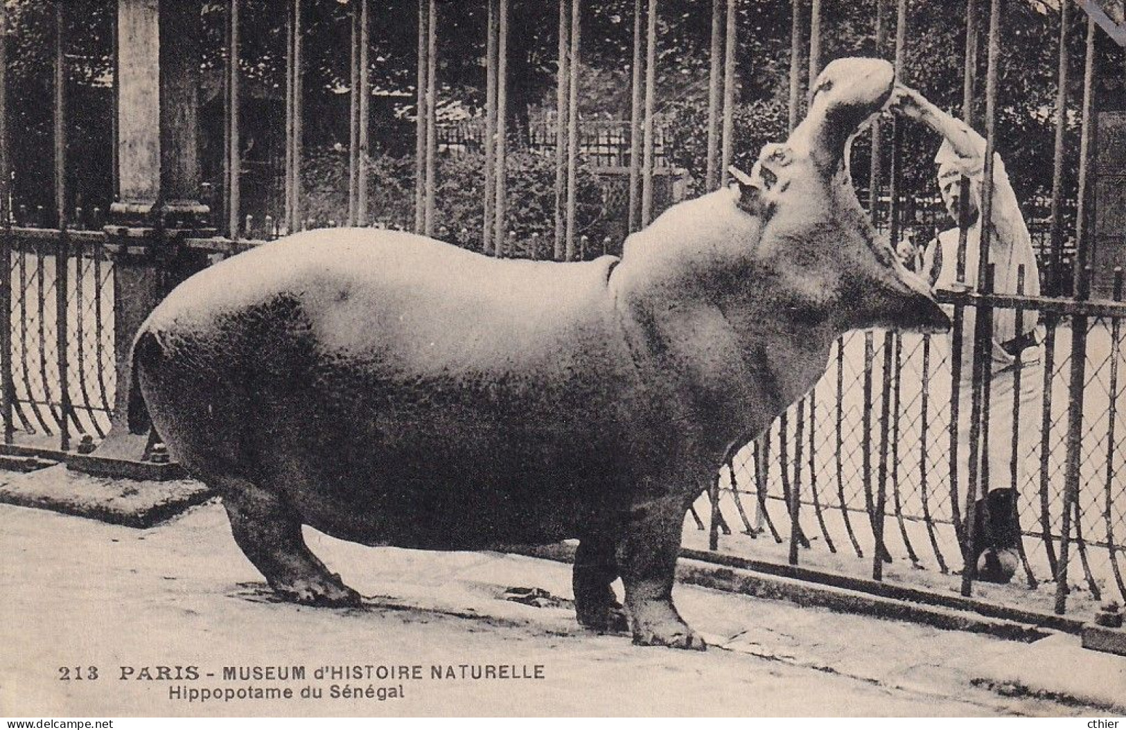 CPA  PARIS 75 - Jardin Des Plantes - Hippopotame Du Sénégal - Ippopotami