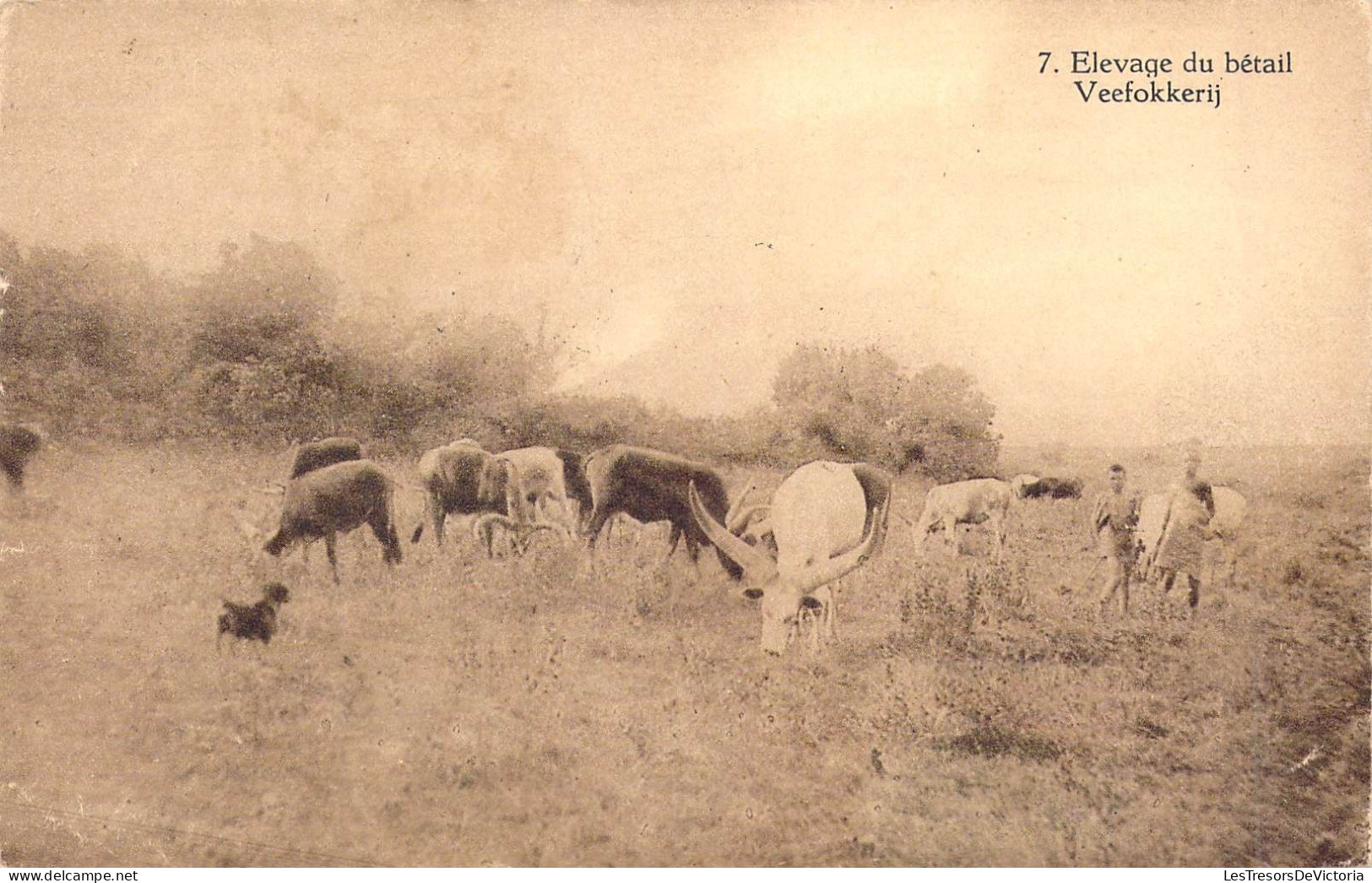 AGRICULTURE - Elevage Du Bétail - Carte Postale Ancienne - Allevamenti
