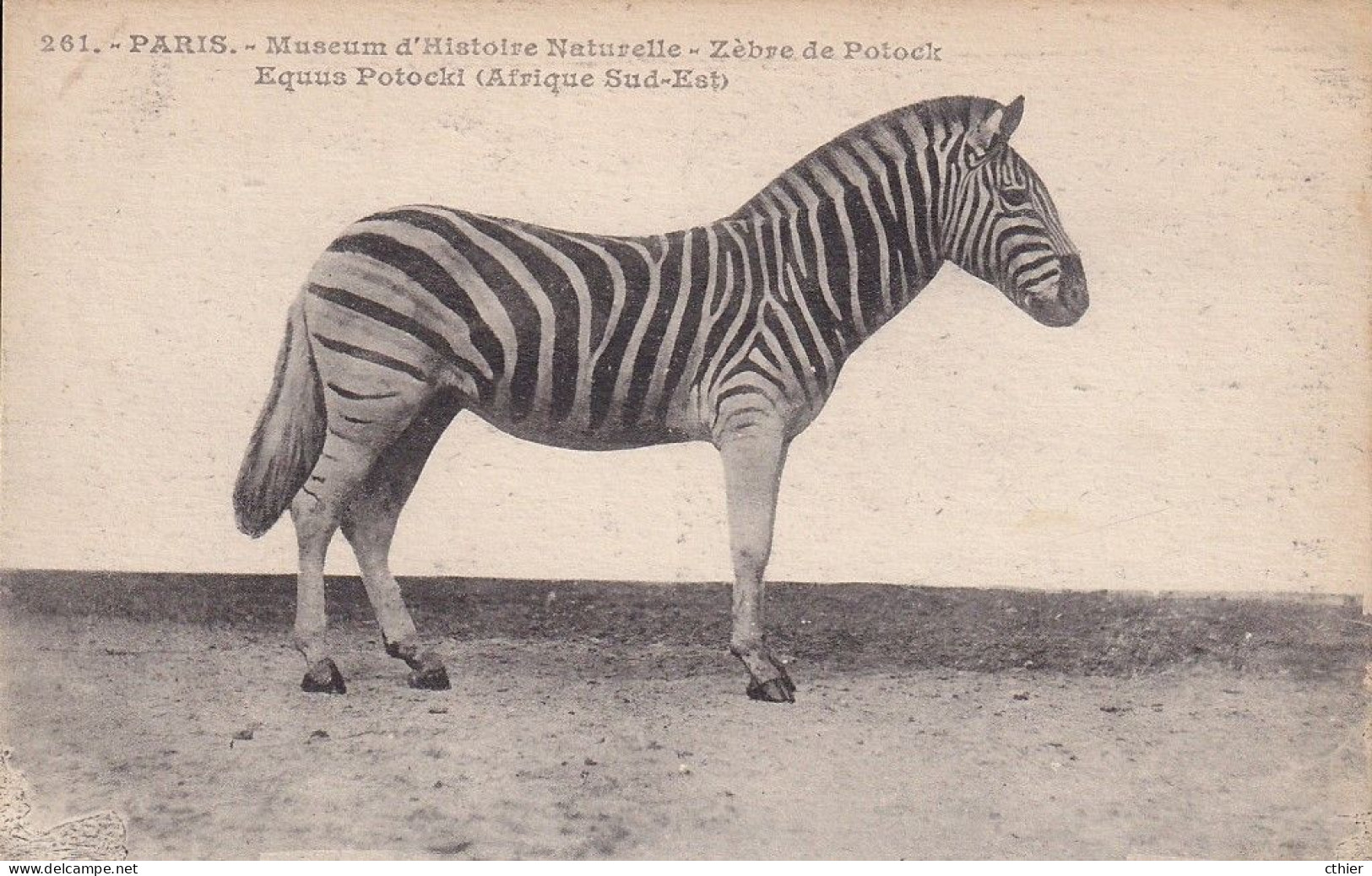 CPA  PARIS 75 - Museum D'histoire Naturelle - Zèbre De Potock - Cebras