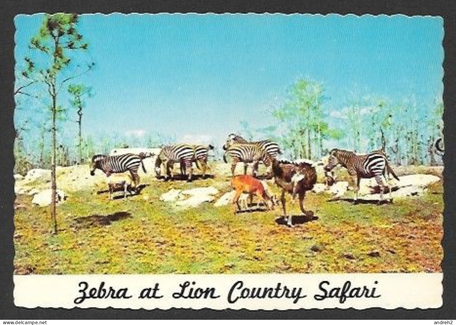 Animaux & Faune - Zebras At Wild Animals Lion Country Safari - Zèbres - West Palm Beach Florida - Palm Beach