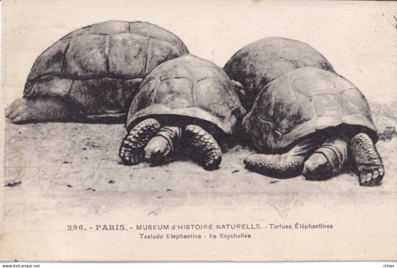 CPA  PARIS 75 - Museum D'histoire Naturelle - Tortues Eléphantines Des Iles Seychelles - Tortues