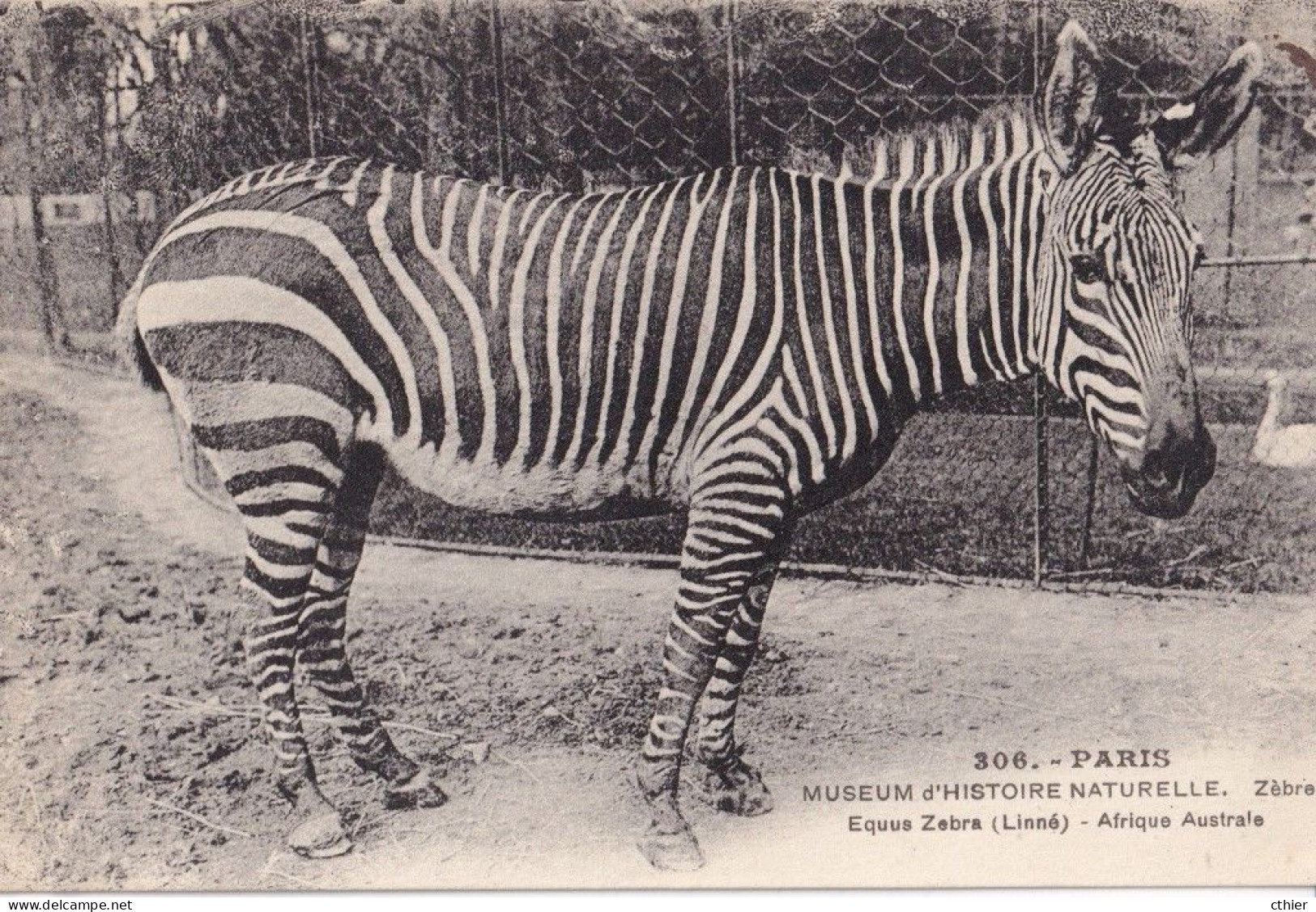 CPA  PARIS 75 - Museum D'histoire Naturelle - Zèbre - Cebras