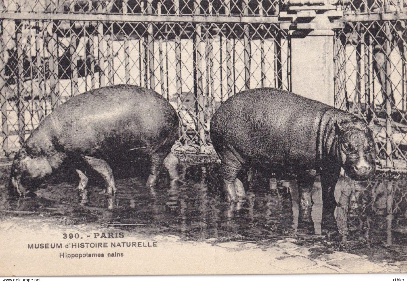 CPA  PARIS 75 - Museum D'histoire Naturelle - Hippopotames Nains - Hippopotamuses