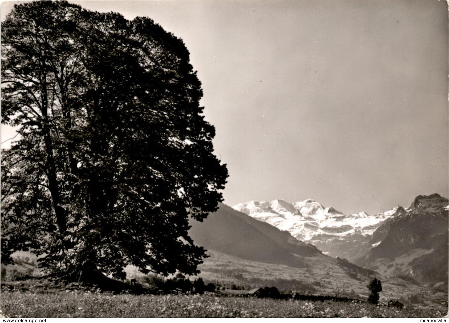 Die Grosse Linde Von Aeschi - Blick Auf Blümlisalp  - Aeschi Bei Spiez