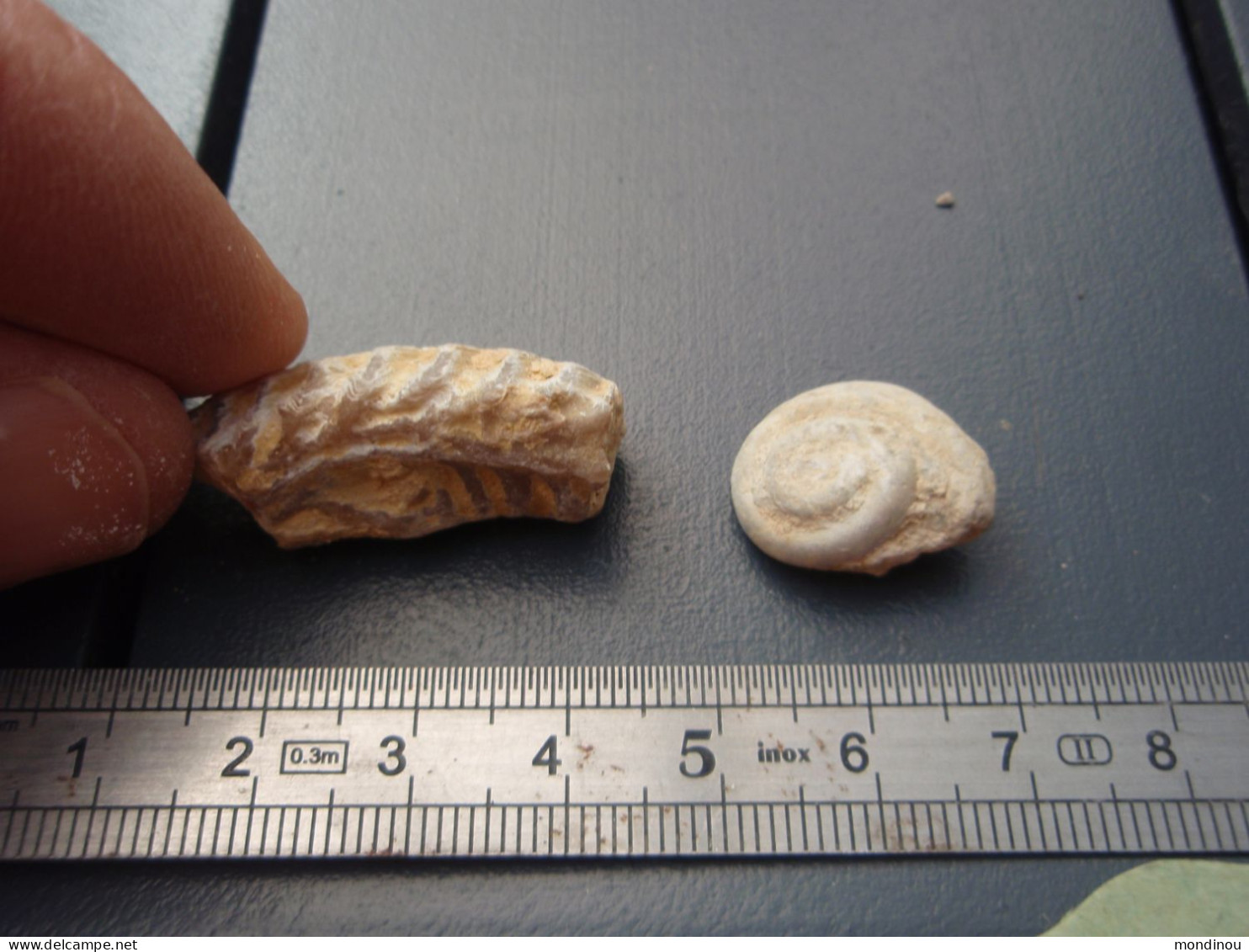 Ancienne Collection -  Petit Fossile De Gastéropode Et Autre à Identifier. - Fossilien