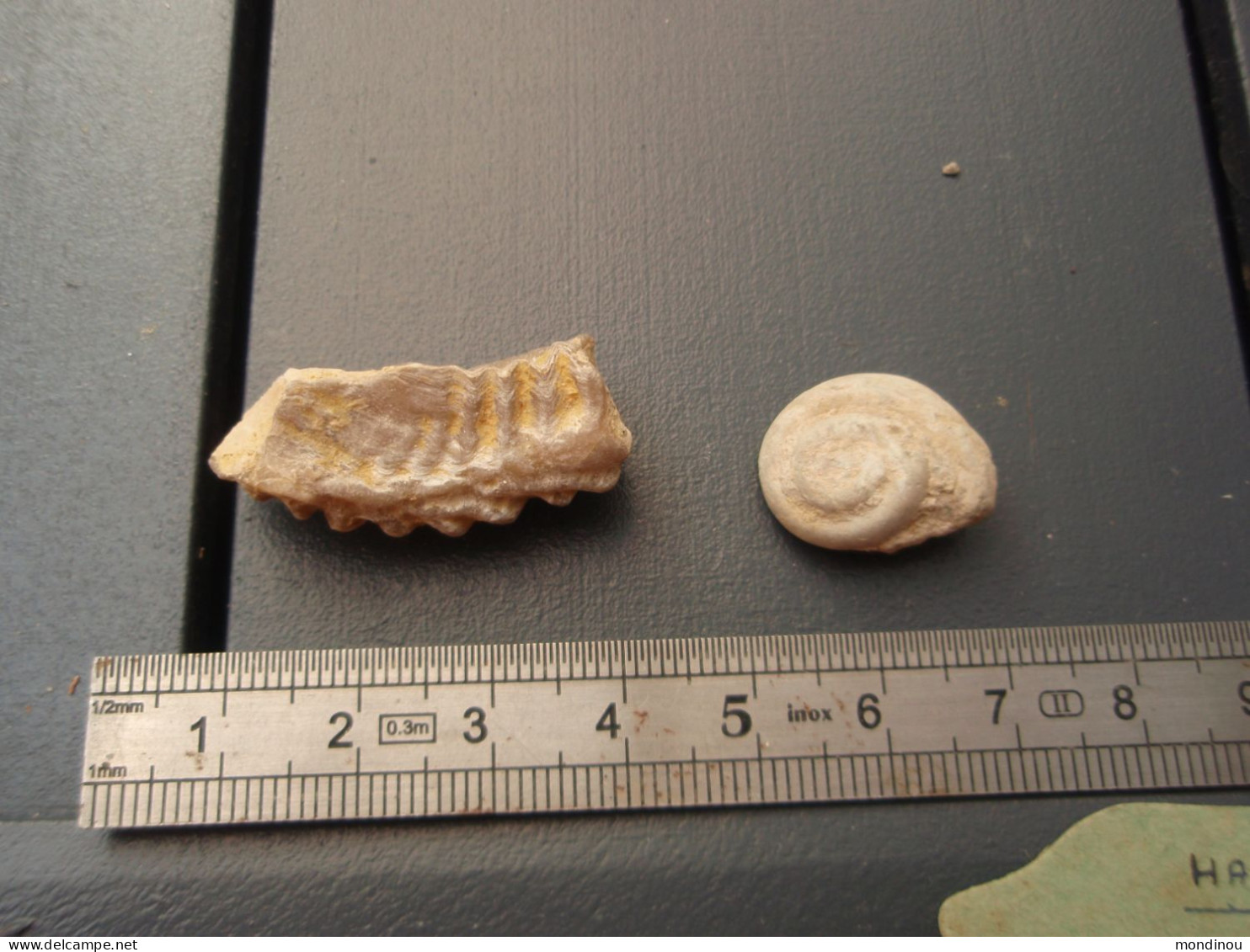 Ancienne Collection -  Petit Fossile De Gastéropode Et Autre à Identifier. - Fósiles