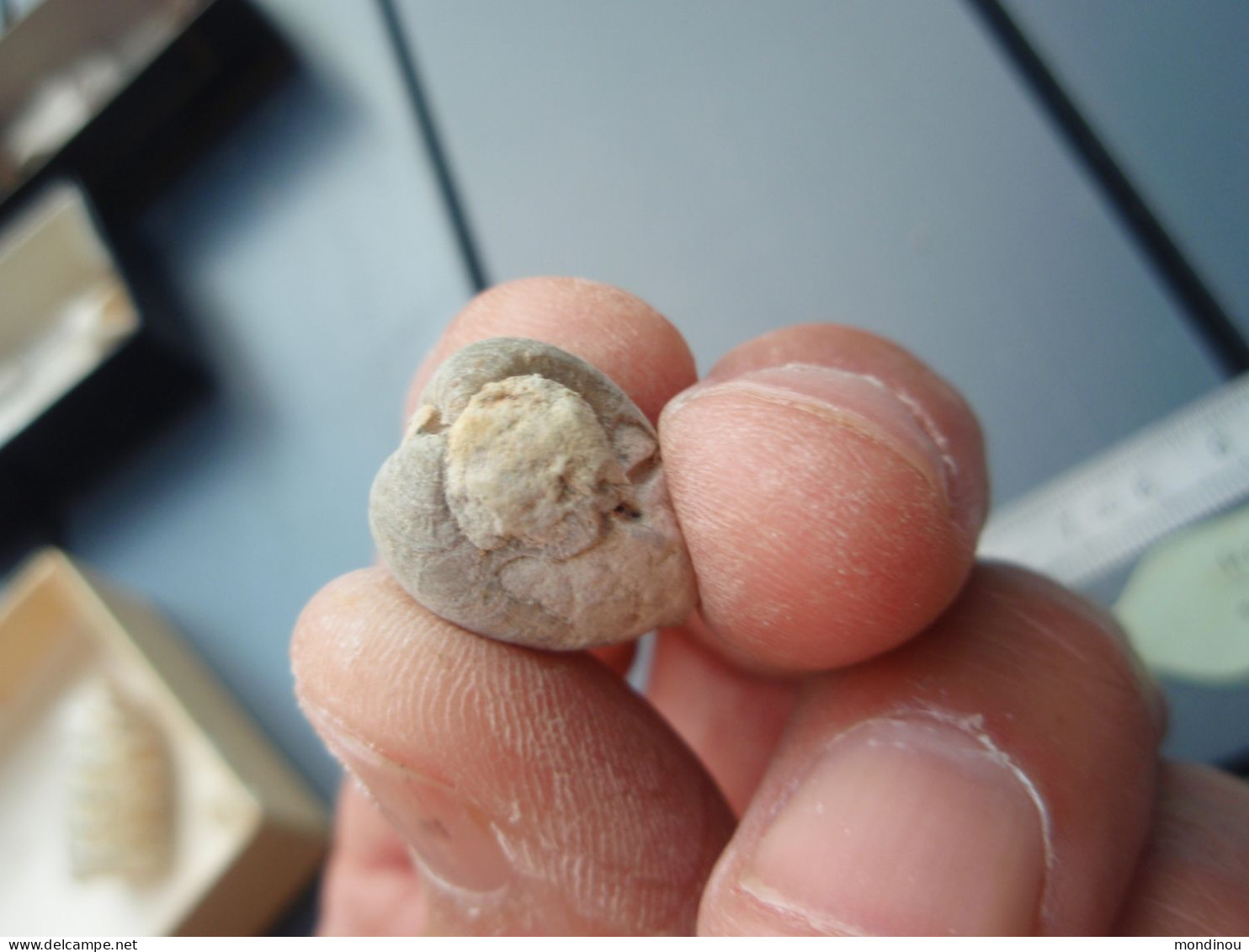 Ancienne Collection -  Petit Fossile De Gastéropode   à Identifier. - Fossilien