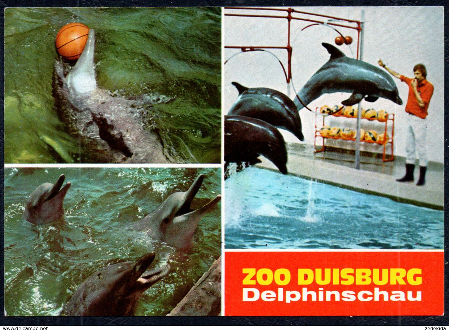 G3721 - Duisburg Zoo Tierpark Delphin - Dauphins