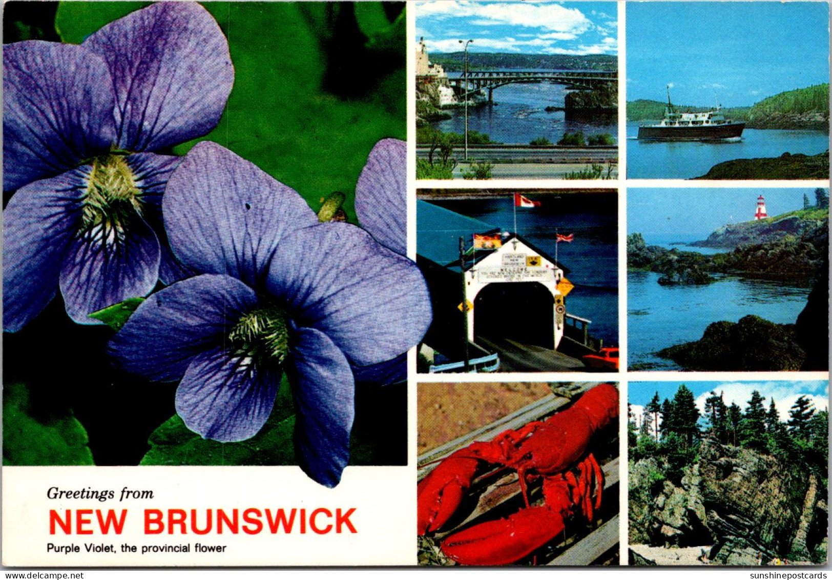 Canada New Brunswick Greetings With Provincial Flower Purple Violet And More 1990 - Altri & Non Classificati