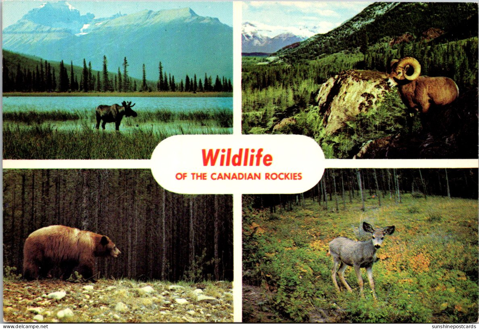 Canada Wildlife Of The Canadian Rockies Multi View - Moderne Kaarten