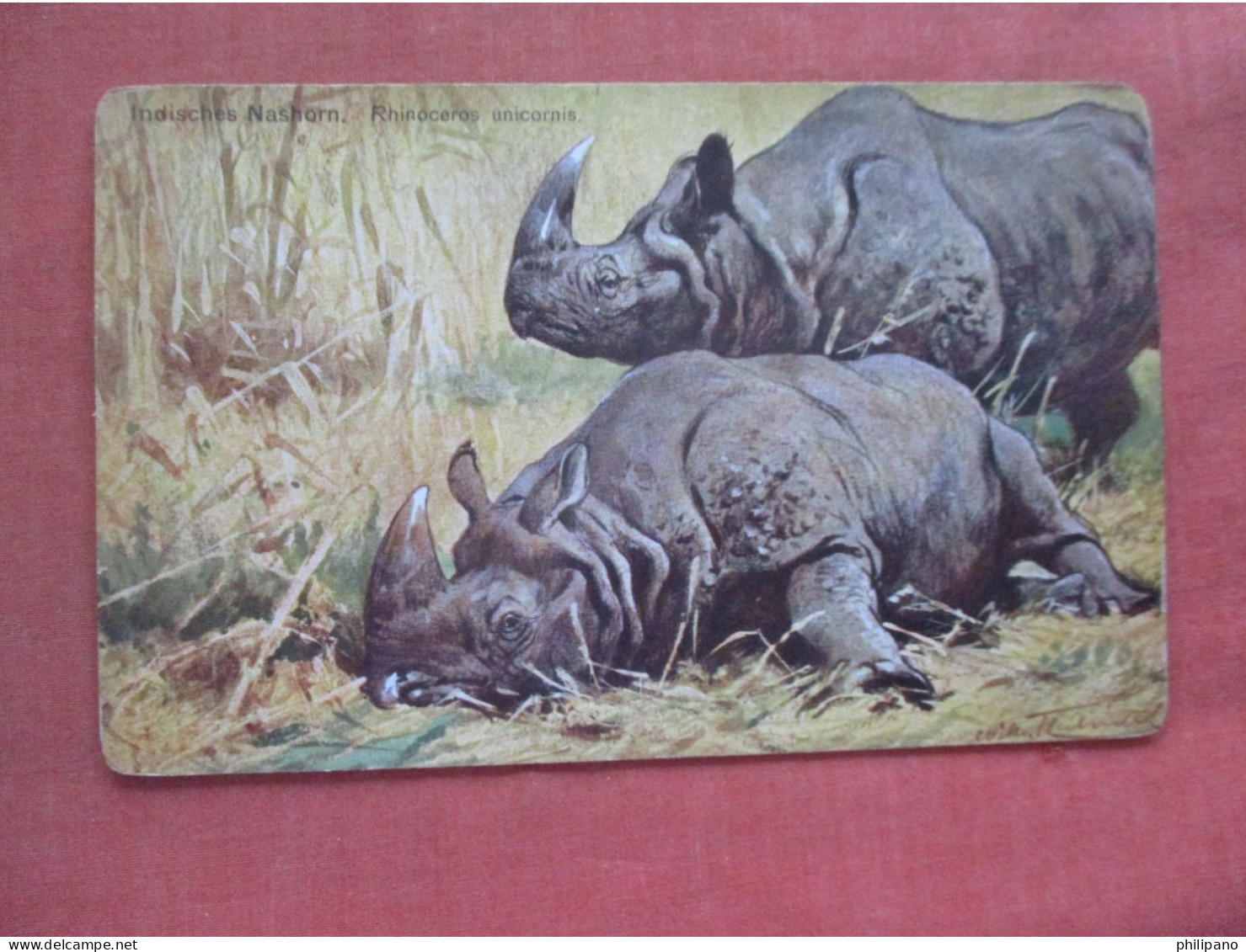 Rhinoceros  -Signed Artist.         ref 6084 - Rhinocéros