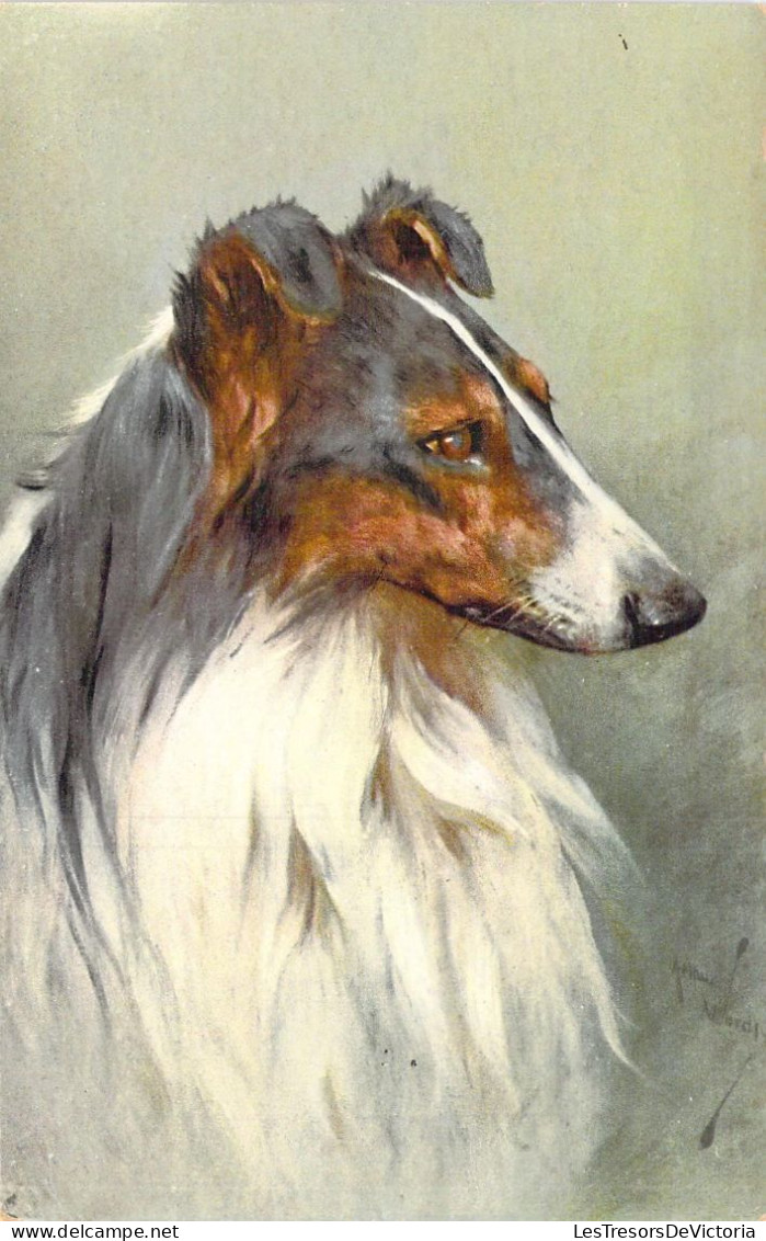 CHIENS - Collie Dog - Illustration Signée ? - Carte Postale Ancienne - Dogs
