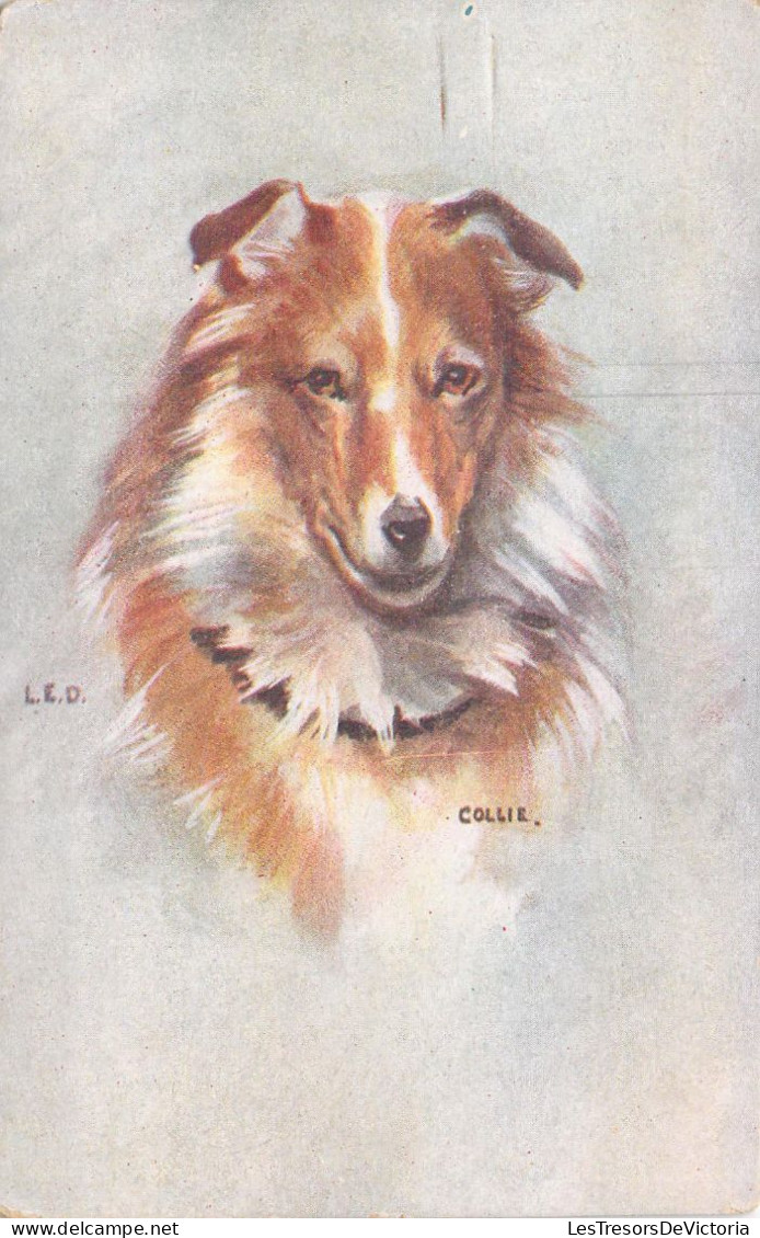 CHIENS - Collie Dog - Illustration LED - Carte Postale Ancienne - Chiens