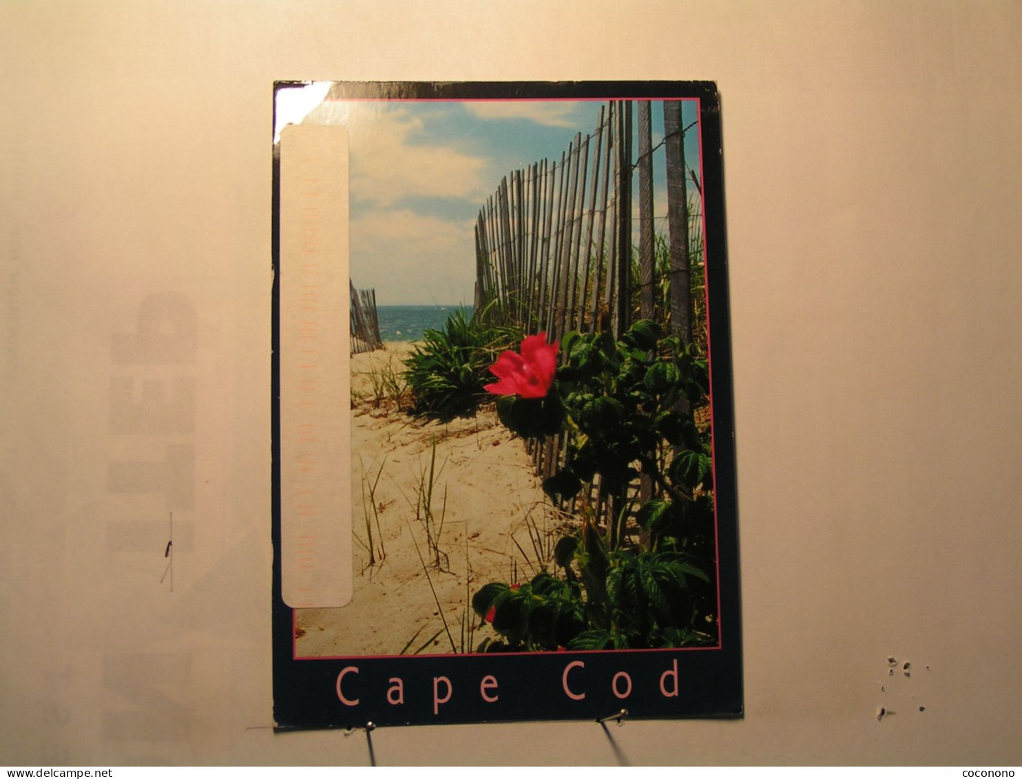 Cape Cod - Pathway To The Beach - Cape Cod