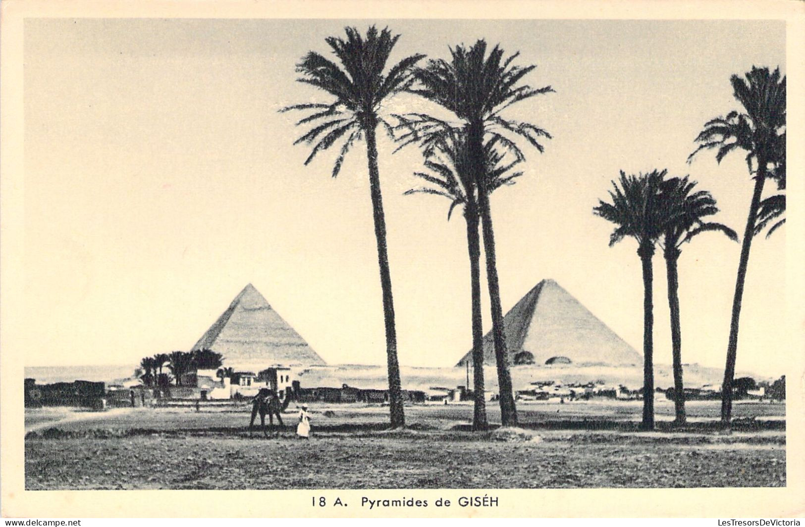 EGYPTE - Pyramides De Giséh - Carte Postale Ancienne - Cairo