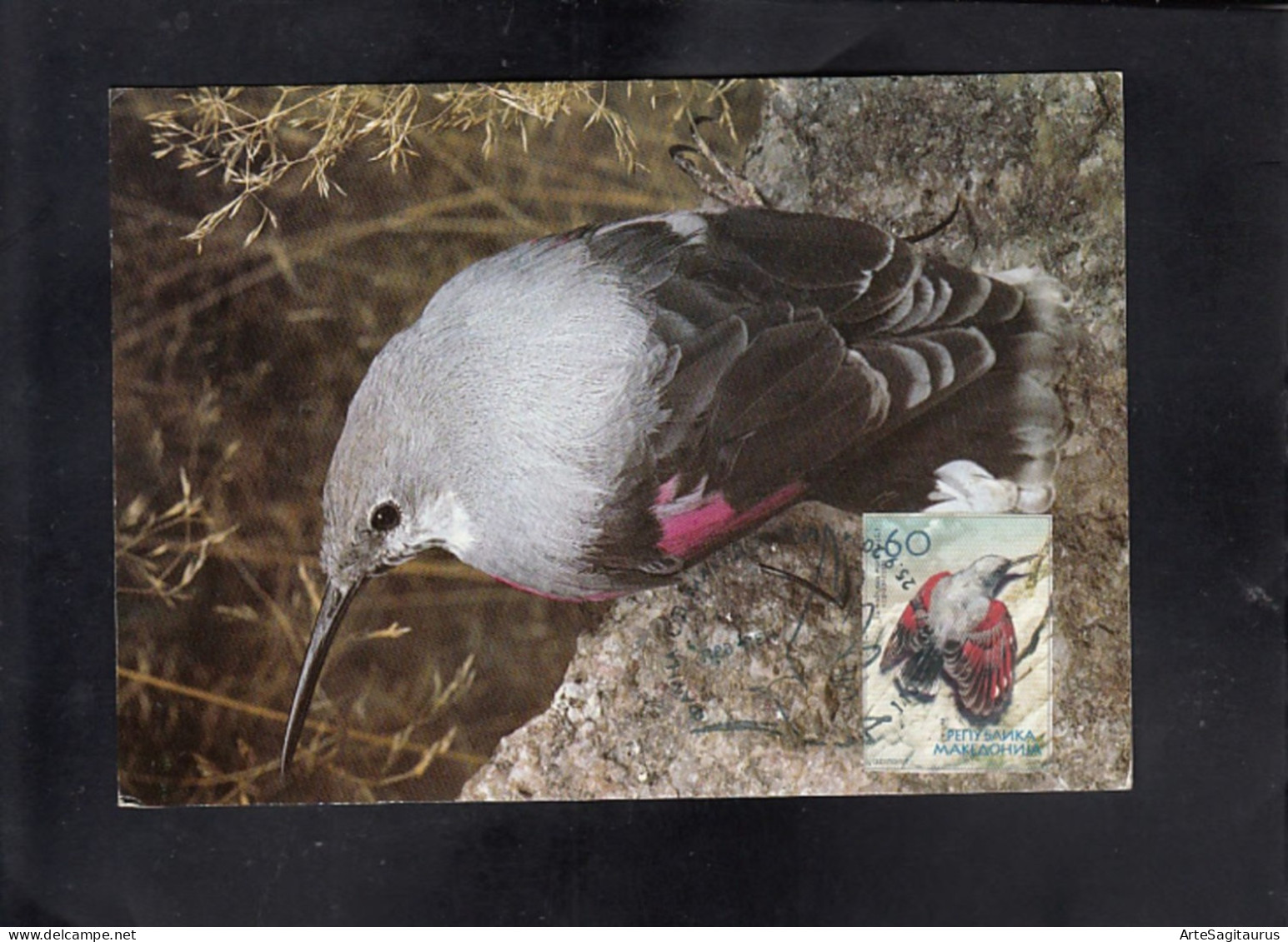 REPUBLIC OF MACEDONIA, CARTE MAXIMUM, MICHEL 333 - BIRDS-Tichodroma Muraria + - Piciformes (pájaros Carpinteros)