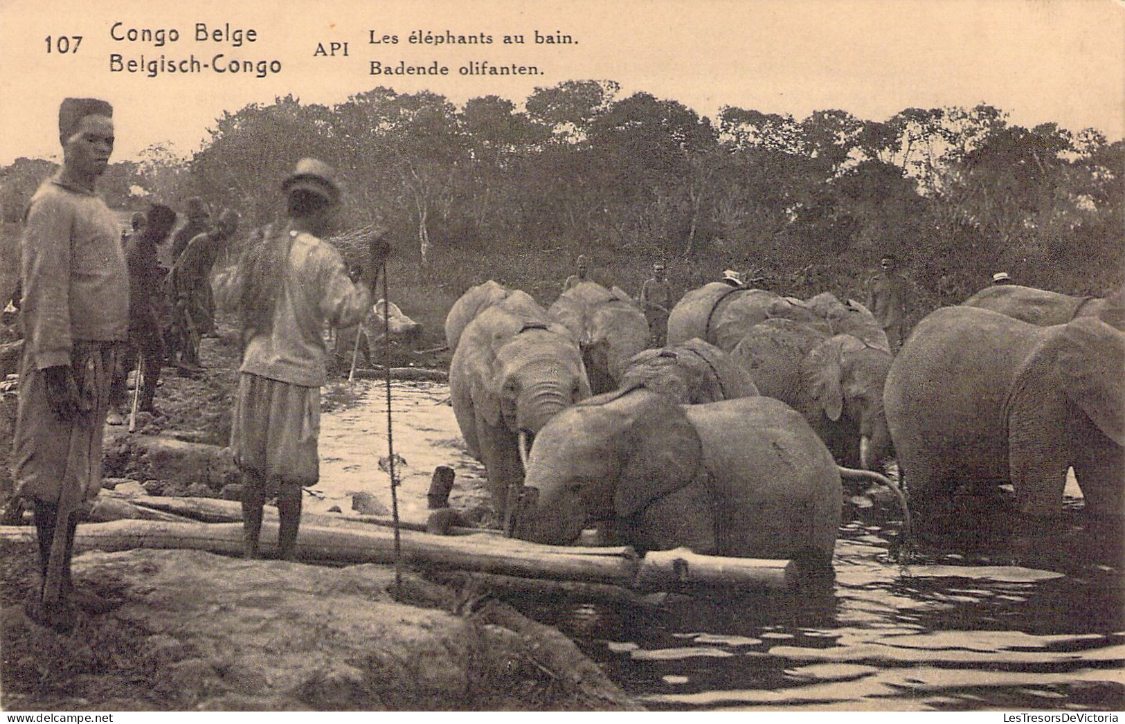 CONGO BELGE - Les éléphants Au Bain - Carte Postale Ancienne - Belgian Congo