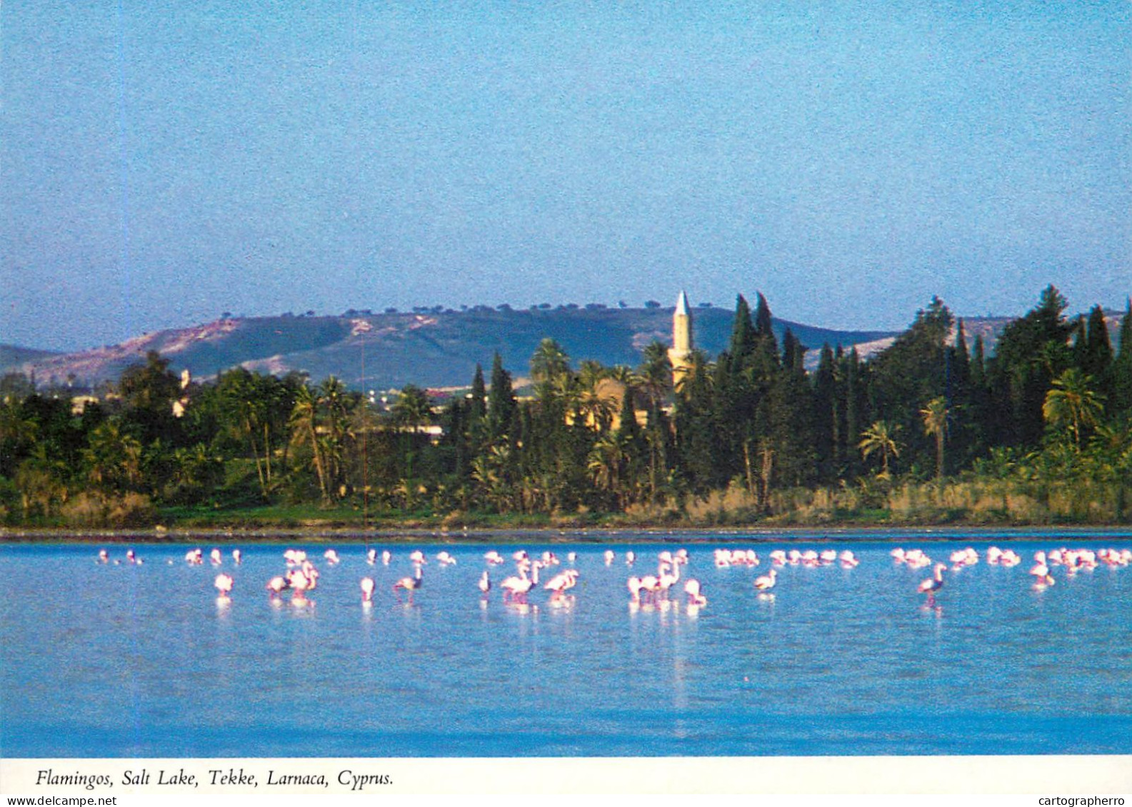 Cyprus Larnaca Salt Lake Tekke Flamingo Birds - Chypre