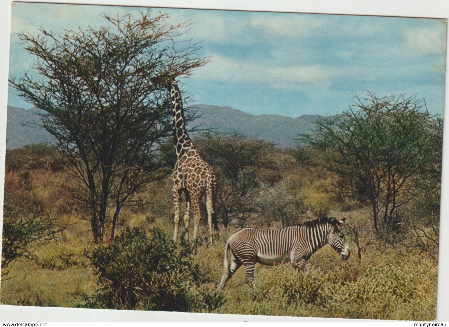 Afrique : La  Faune , Animaux, Zébre Et  Girafe - Non Classés