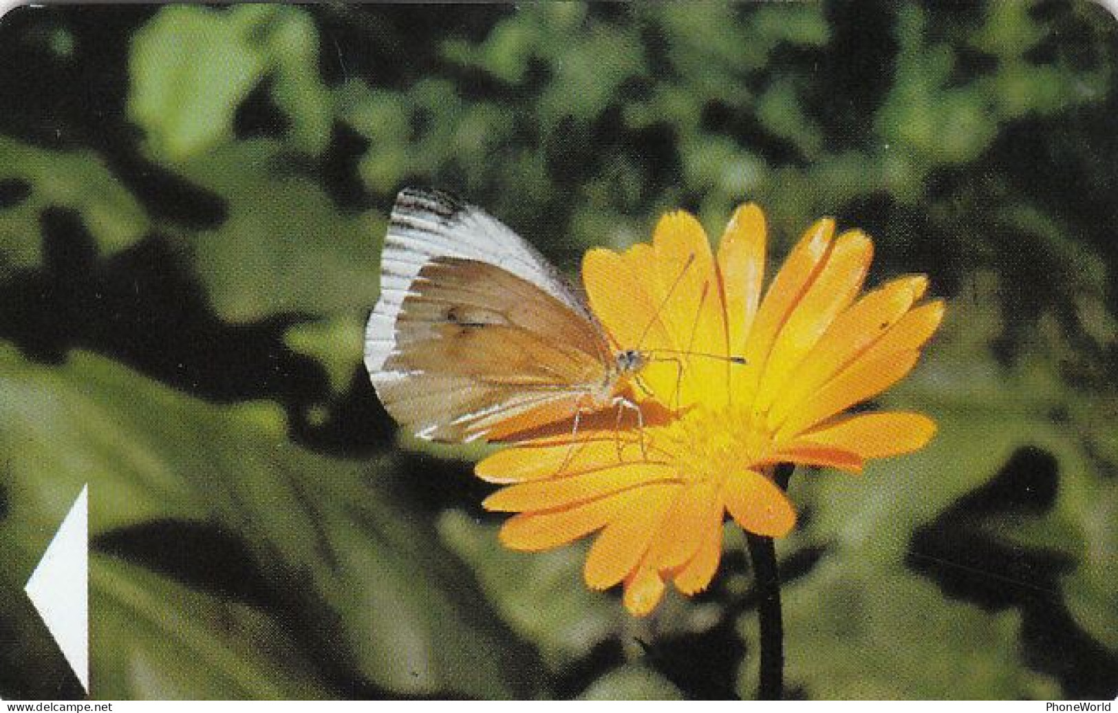 Belarus, Butterfly On Yellow Flower 750 Units, MINT Condition, 2001/exp 4/2002 Variant, Chip Siemens S37,RR - Wit-Rusland