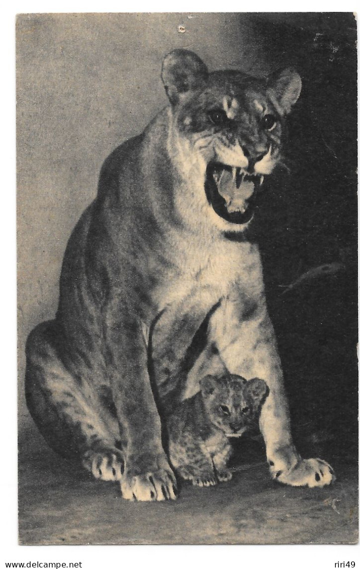 Cpa Une Lionne Et Son Petit Au Parc Zoologiques De Vincennes ( Muséum, Musée) Dos Vierge Et Divisé - Lions