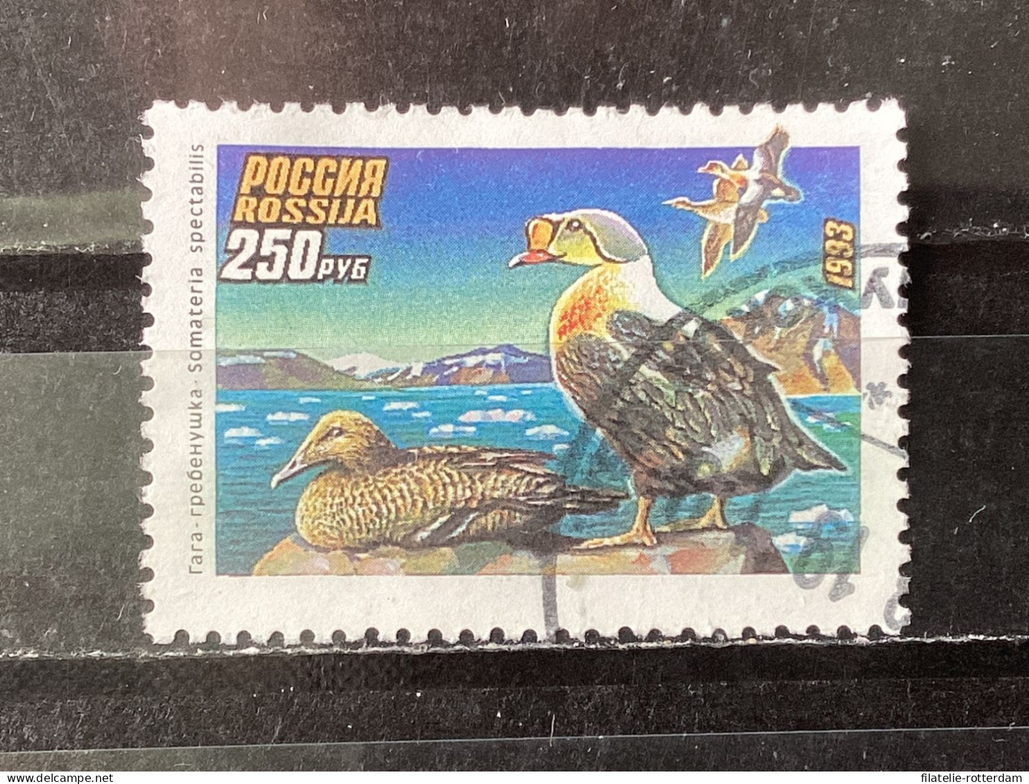 Russia / Rusland - Birds (250) 1993 - Gebruikt