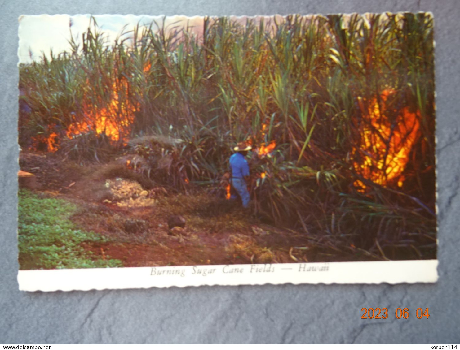 BURNING SUGAR CANE FIELDS - Big Island Of Hawaii