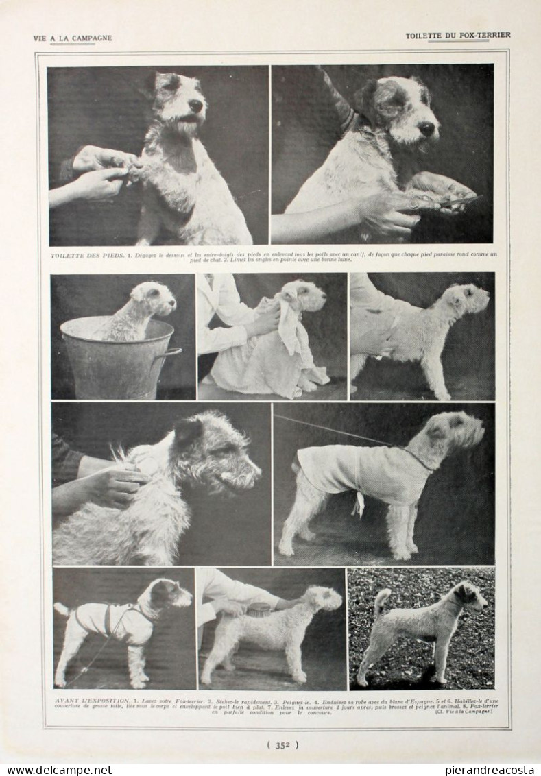 Toilette Du Fox-Terrier. Fronte/retro. Immagine 1927 - Chèques & Chèques De Voyage