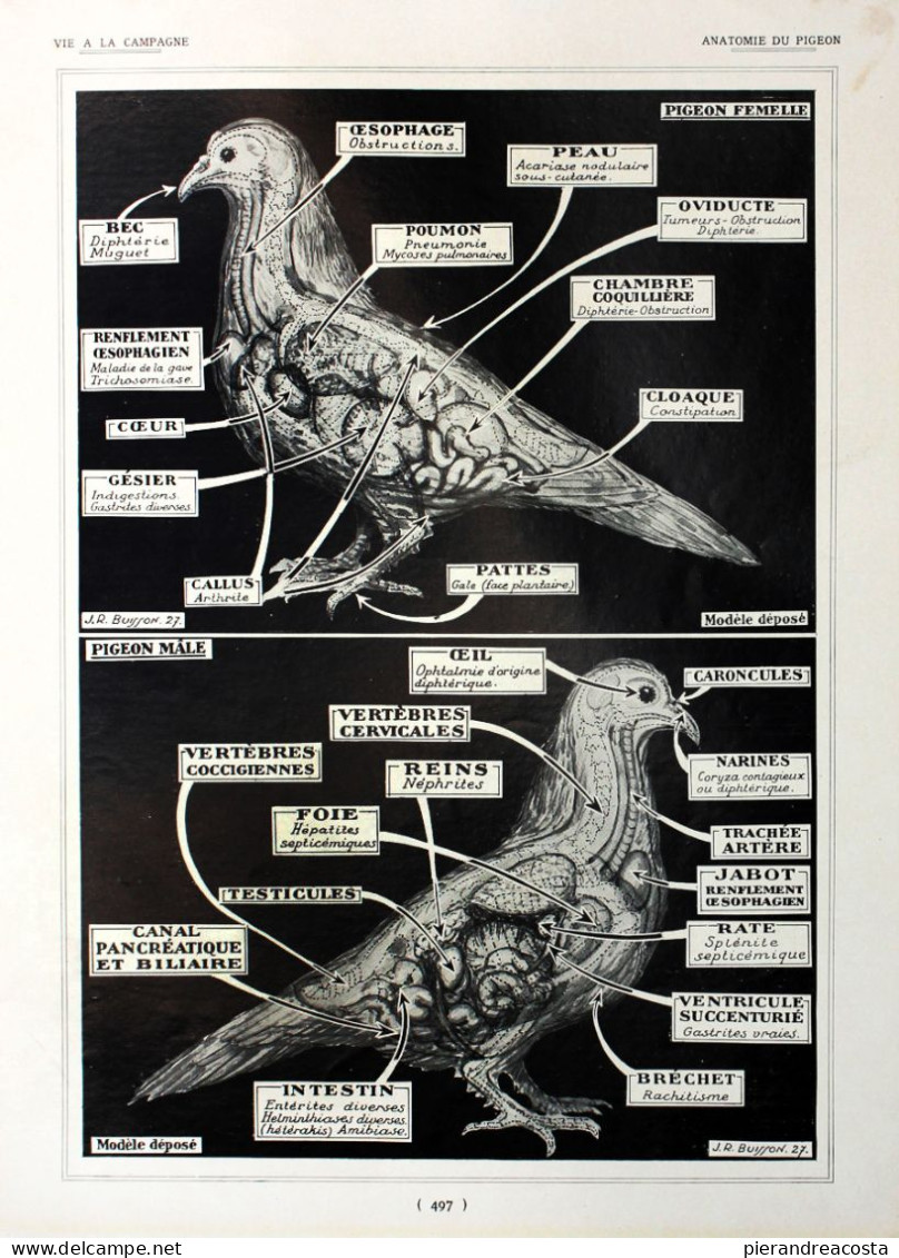 Races De Canards/Anatomie Du Pigeon. Fronte/retro. Immagine 1927 - Chèques & Chèques De Voyage
