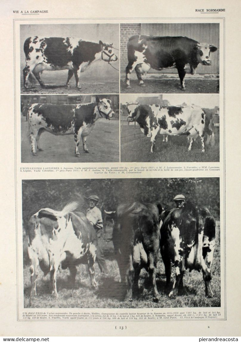 Races A Triple Aptitude/Race Normande. Fronte/retro. Immagine 1927 - Chèques & Chèques De Voyage