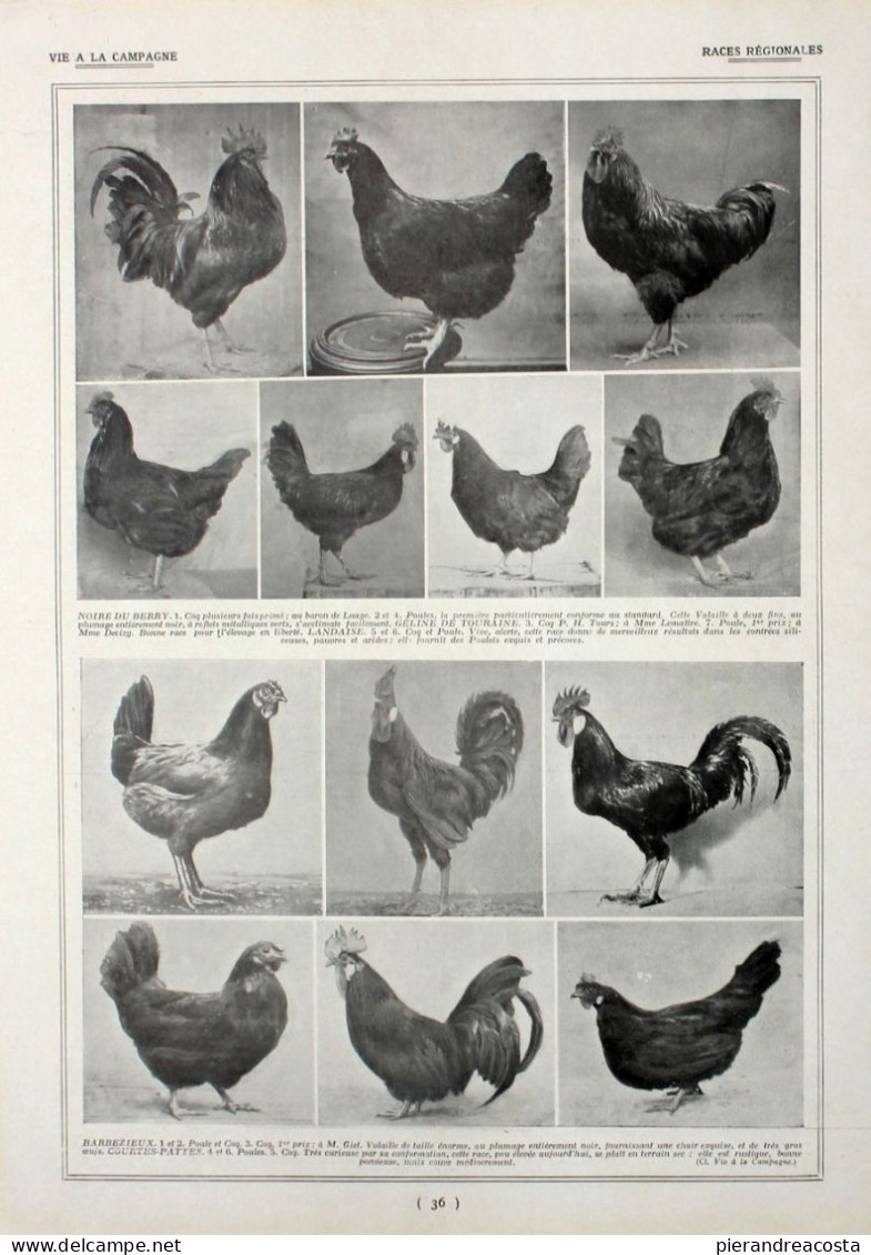 Poules: Races Regionales. Fronte/retro. Immagine 1927 - Chèques & Chèques De Voyage